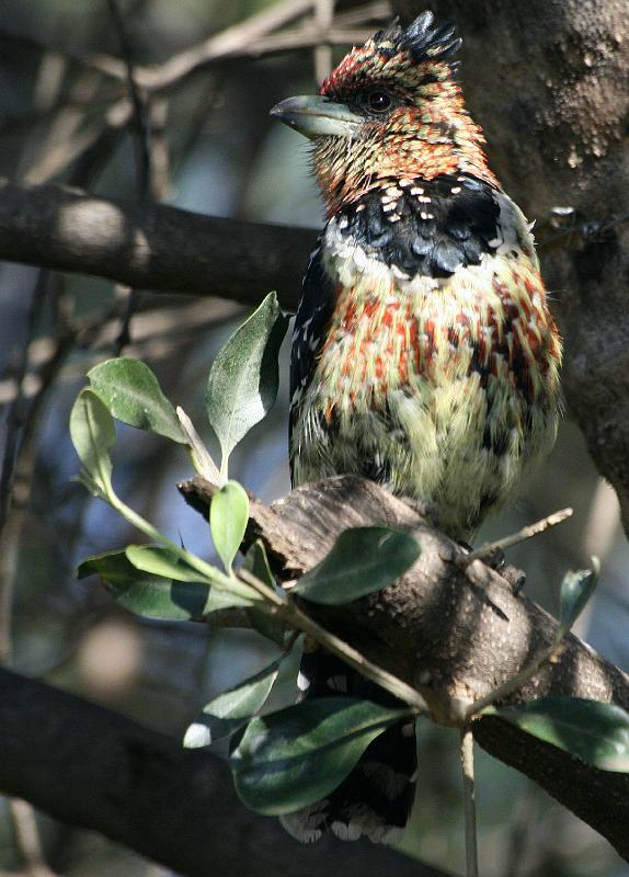 frieda 011.jpg - Sit en nes oppas!